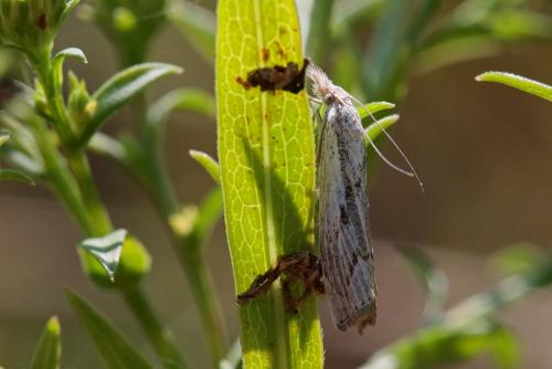 Agriphila geniculea